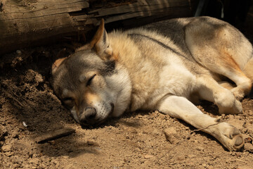 Czechoslovakian wolfdog resting in the forest