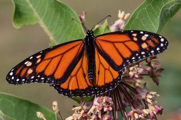Monarch Butterfly on Milkweed Flower Close-Up – Danaus plexippus Macro Photography