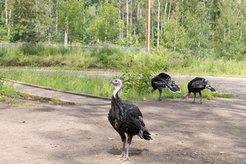 Three turkeys walking on a dirt path near grassy field