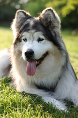 Adorable Alaskan malamute dog lying on green grass outdoors in morning, closeup