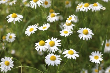Beautiful chamomile flowers growing in field, closeup