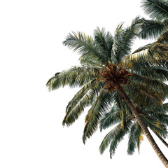 Palm tree canopy, vibrant green foliage