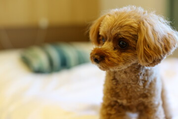 待てをしているトイ・プードル