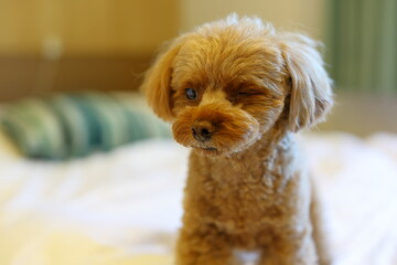 待てをしているトイ・プードル