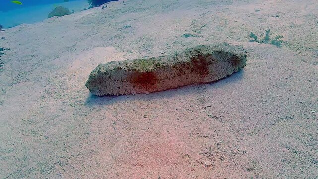 A large sea cucumber &ndash; Holothuria atra &ndash; lies motionless on the sandy bottom. Its elongated, leathery body blends with the seafloor. Check my portfolio for more sea cucumber footage.