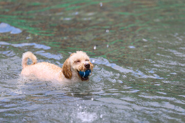 プールで泳いでいるコッカー・プー