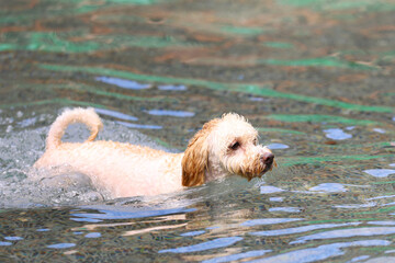 プールで泳いでいるコッカー・プー