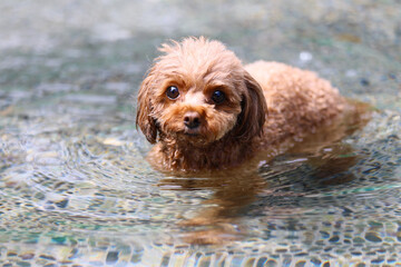 スイスイ泳いでいるトイ・プードル
