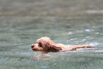 プールで気持ち良さそうに泳いでいるトイ・プードル © ぬいぐるみ王国