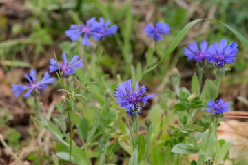 Blooming wild Syrian cornflower (lat.- Centaurea cyanoides) in the meadow