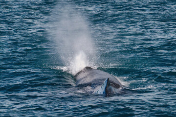 Fototapeta premium Whale watching in Kaikoura, New Zealand, highlights stunning sperm whale activity at sea