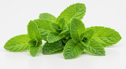 Fresh mint leaves close-up