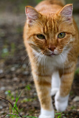Obraz premium Portrait of a red cat with green eyes in the garden