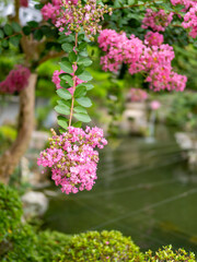 水辺に咲いた百日紅の花