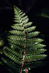 Lush ferns thriving in the vibrant ecosystem of New Zealand's Mount Cook region