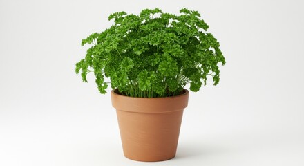 Fototapeta premium Fresh Parsley in Terracotta Pot (2)