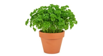 Fresh Parsley in Pot