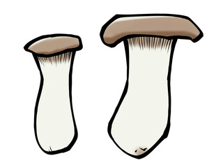 筆 エリンギ キノコ 食品 きのこ