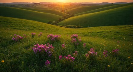 Lush rolling hills at sunset