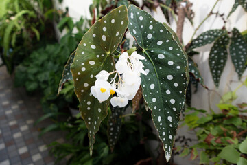 Angel Wing Begonia plant with white flower and green leaves, close up, macro. Polka Dot Begonia (Wightii) Maculata. Angel wings shaped leaves with silver specks and clusters of delicate white flowers
