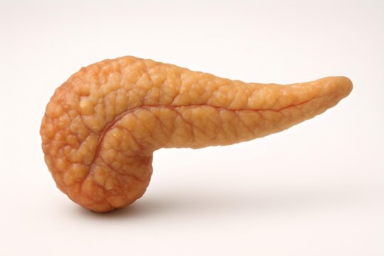 This image shows a realistic anatomical model of a human pancreas with a textured, lobulated surface and natural coloration.