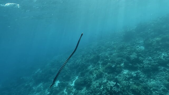 A banded sea krait &ndash; Laticauda colubrina &ndash; swims upward to the surface for air. Filmed at Apo Island, Philippines. Check my portfolio for more sea krait footage.
