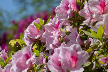 Beautiful Azalea Flowers in Fukui