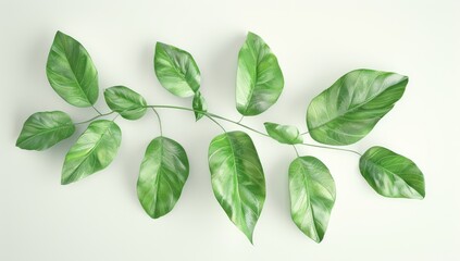 Fototapeta premium Green vine leaves, overhead view, white background, minimalist design, nature website