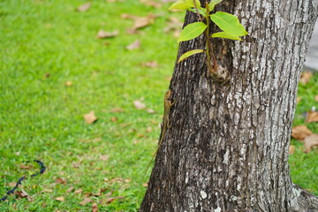 Oriental Garden Lizard in Tropical Habitat Close-Up