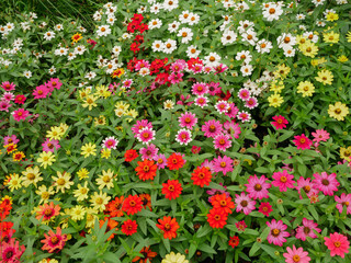 Naklejka premium お花