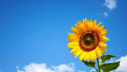 向日葵の花。コピースペース。青空。Sunflower flower. Copy space. Blue sky.