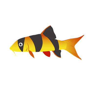 Clown Loach Fish Illustration