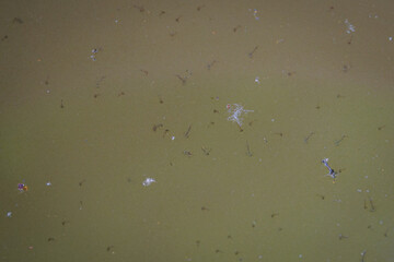 Mosquito larvae on the surface of dirty water. 

