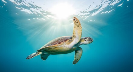 Graceful Sea Turtle Gliding Through Sunlit Ocean Waters, Symbolizing Freedom, Tranquility, and Marine Life Conservation