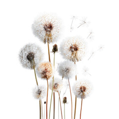 Obraz premium Cluster of dried dandelions
