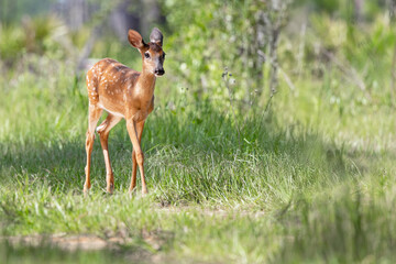 A white-tailed deer fawn (Odocoileus virginianus) walks along a trail at Highlands Hammock State Park, Florida