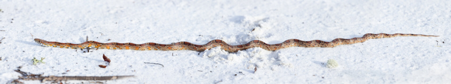 An absolutely *gorgeous* corn snake (Pantherophis guttatus), also nicknamed the red rat snake, crawling on white sand in Highlands Hammock State Park, Florida
