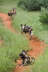 Wild dogs