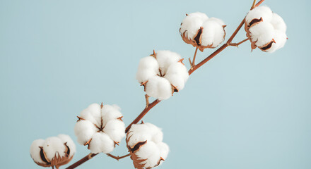 Elegant arrangement of cotton branch against a serene blue backdrop for calm aesthetics