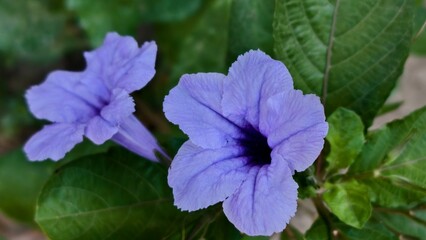 Close-Up of Blooming Purple Ruellia Flowers, Intricate Details of Vibrant Purple Ruellia Petals Amidst Lush Green Foliage