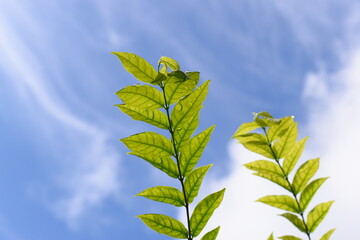 green leaf with water drop in the garden, blue sky and white cloud background in springtime
