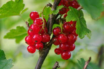 Detail of red currant berries growing outdoors. 

