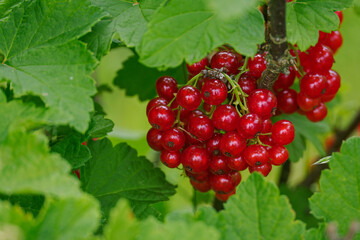 Detail of red currant berries growing outdoors. 
