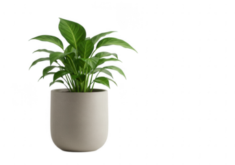 A healthy green potted plant with lush leaves in a simple gray pot isolated on transparent background