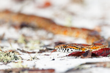 An absolutely *gorgeous* corn snake (Pantherophis guttatus), also nicknamed the red rat snake, crawling on white sand in Highlands Hammock State Park, Florida