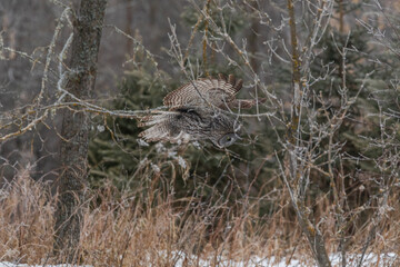 Great Grey Owl Hunting