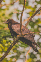 blackbird on a branch