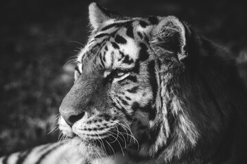 portrait of a tiger