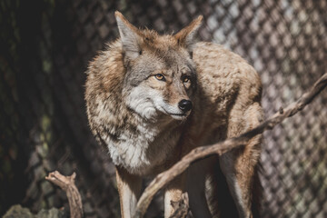 coyote at the zoo