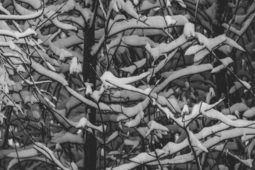 Heavy Snow on Branches 